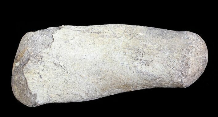 Hadrosaur Finger Bone - Alberta (Disposition #-) #71714